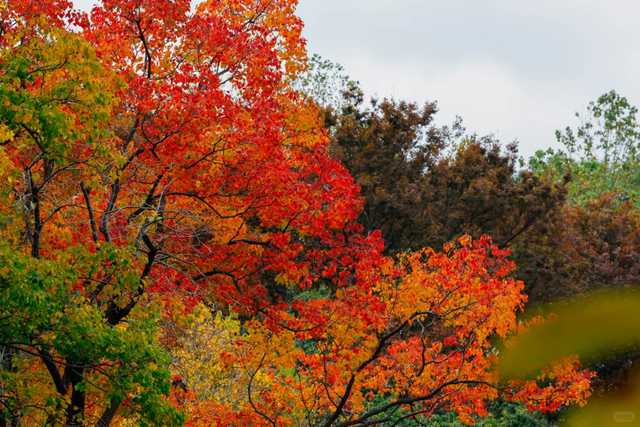 在上海市区的免费公园，一棵五彩树就是一场盛大的秋天！