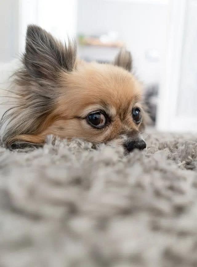 狗狗迷路怎么办？6个常见藏身之地与防走失的方法