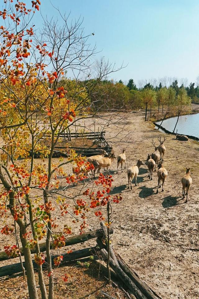 抓紧出发！错过就要等明年！