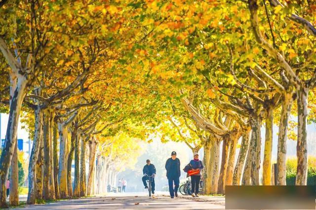 【乐游烟台】初冬来烟台黄渤海新区，感受落叶成毯