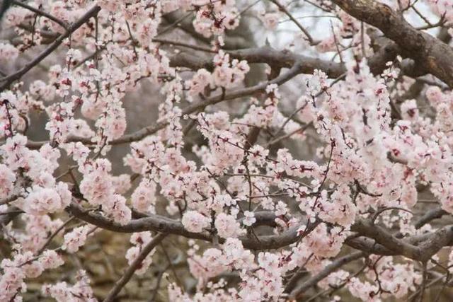 快来看！山东的杏花也太会开了