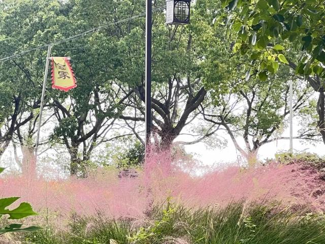 私藏！奉贤的秋，美到封神