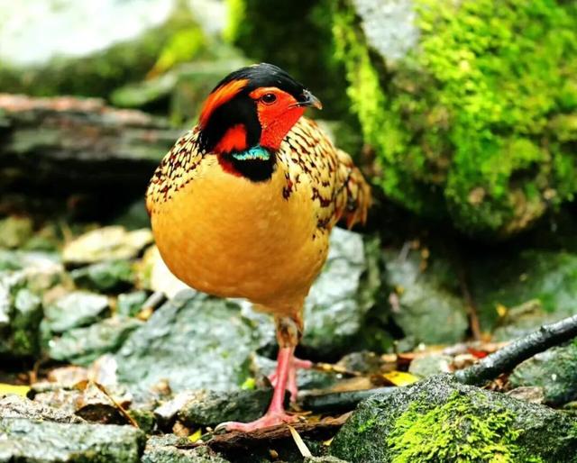 拒绝人挤人！解锁三清山周末“神仙级”游览路线