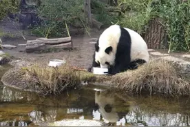 旅奥大熊猫“阳阳”和“园园”将于今年内回国图片
