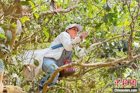 茶旅融合推动云南西双版纳乡村振兴图片