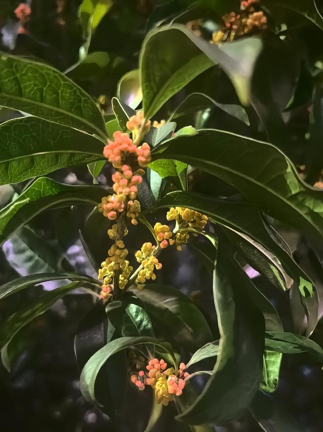 晚潮｜苏堤夜月与钱祠香雨