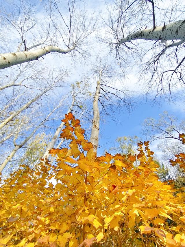 秋深冬浅时，奥森浸染缤纷色彩
