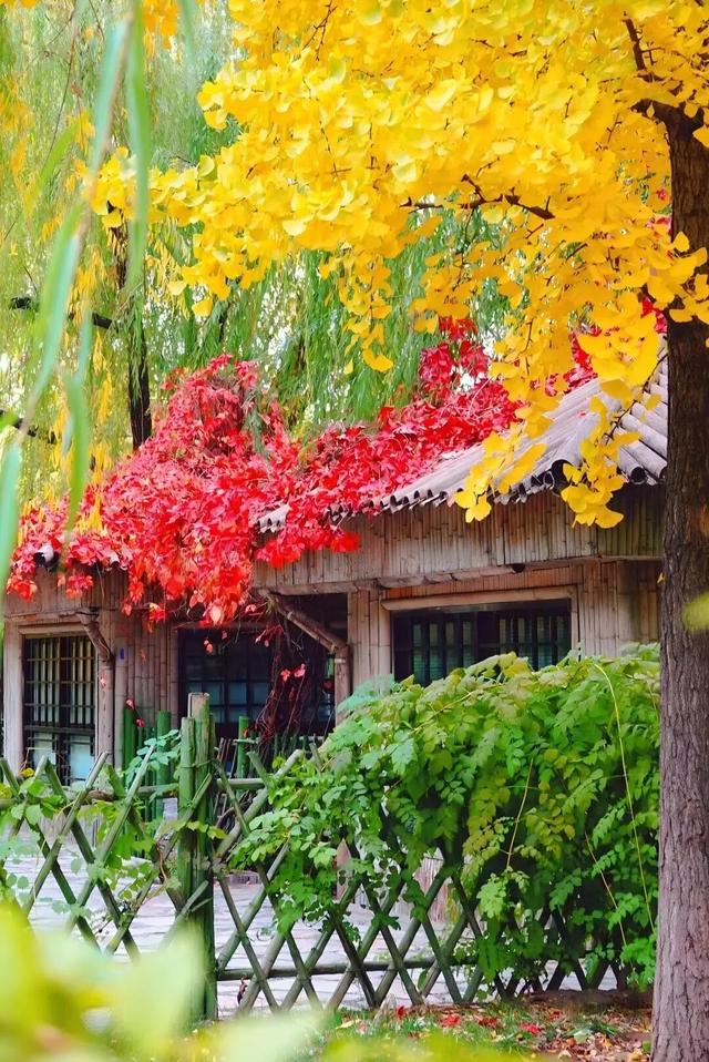 不必扎堆地坛公园！东城区赏秋攻略，一图收藏