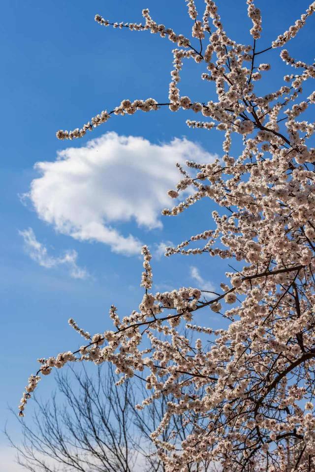 惊艳！北京十里堡桃花绽放，诉说春日浪漫