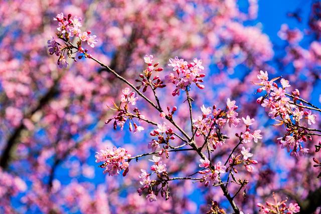 昆明冬樱花粉艳花簇缀满枝头
