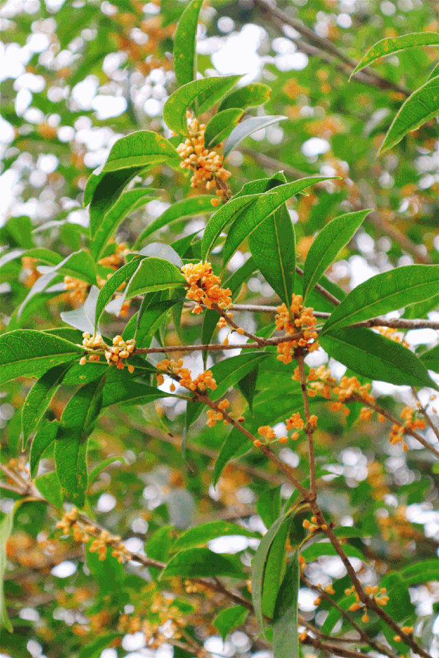 你闻到了吗？福州这些地方好香！