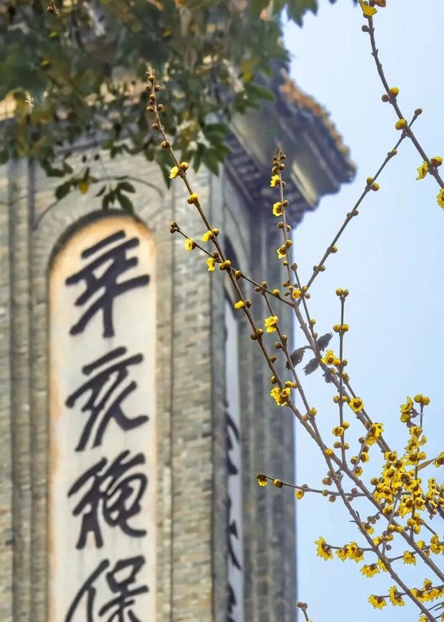 周末赶紧冲！趁着阳光明媚去寻香→