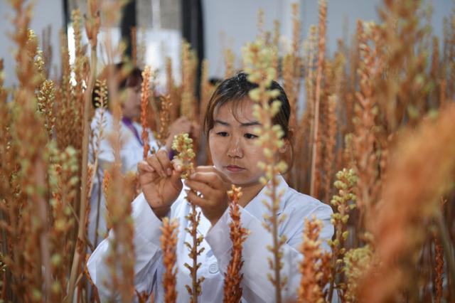 探秘神农架：从野人传说到绿色奇迹