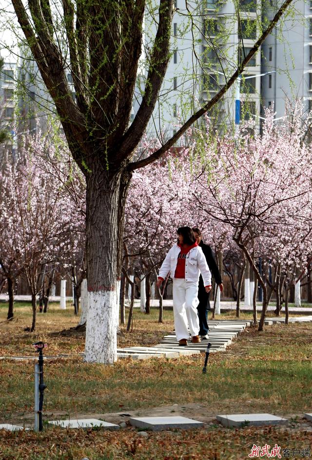 组图丨武威天马湖畔：踏春赏景赴约春天正当时