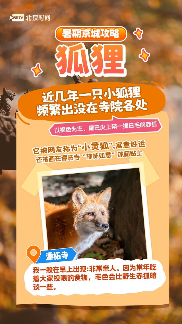 周末怎么过？和北京的“网红动物”一起过！