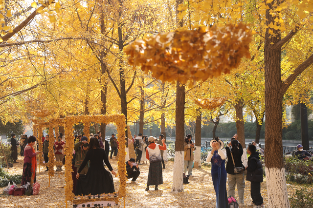 用可回收物编织金色浪漫，杭州这片银杏林成热门打卡点