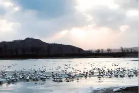 1500多只天鹅齐聚丹东大洋河畔图片