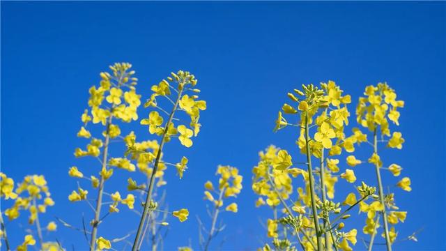 没看错！云南第一波油菜花已经金灿灿啦