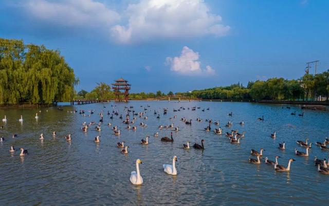 纪念抗战胜利80周年，9月1日至7日，台儿庄古城携手六大景区门票免费！
