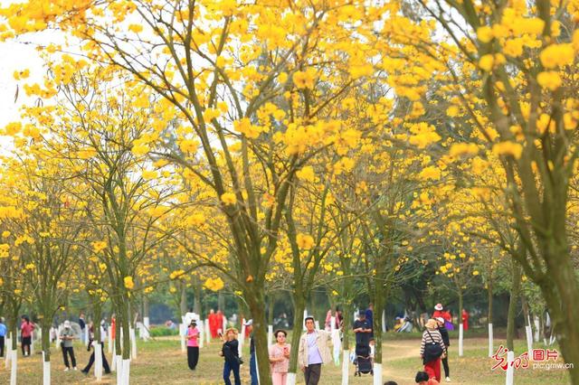 踏青赏花 乐享美好春光