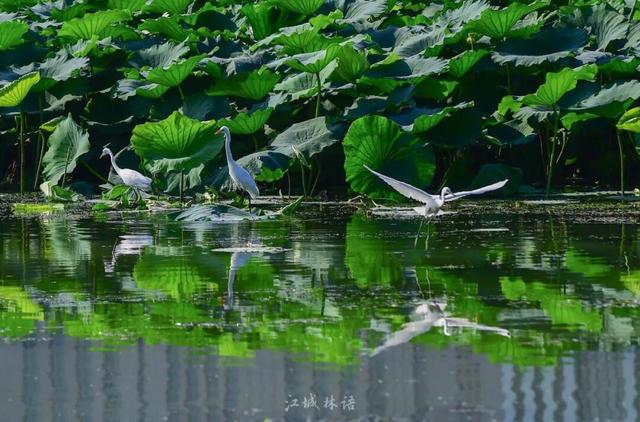 红杉秘境、白鸟起舞，武昌这座公园全都有