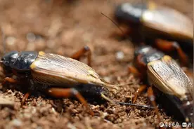 成吨的蟋蟀热销国际市场，且看聊城“冷门”致富路图片