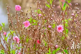 新年桃花如何选？告别“花痴”，江门桃花村区伯“话你知”图片