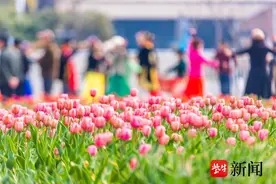 南京“赏花游”热进全国前三！“赏花经济”带动文旅新消费图片
