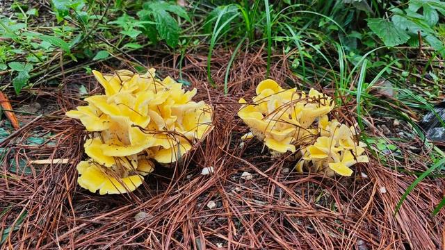 生活丨大理这两个地方竟然四季有菌采！谁懂啊！