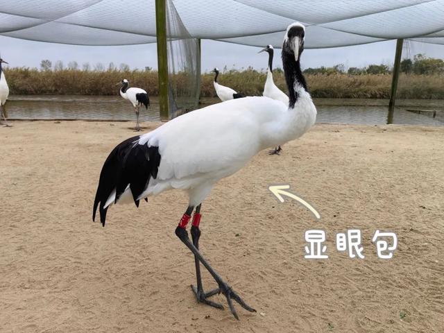 同学，盐城你来对了！