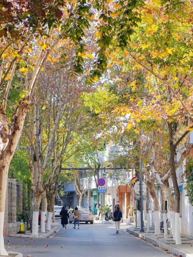 观叶、登高、逛街巷......这份西山秋日漫游图鉴送你，来一起赏秋