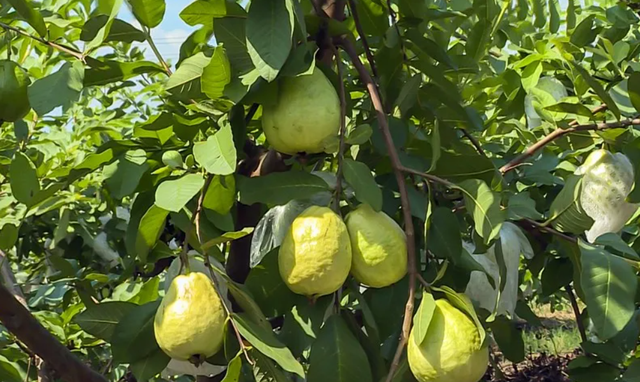 南宁冬季水果采摘全攻略 | 东北老铁、西北家人，告别猫冬！来南宁实现“水果自由”