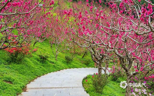 春风十里 广西南宁青秀山桃花灼灼绽芳华