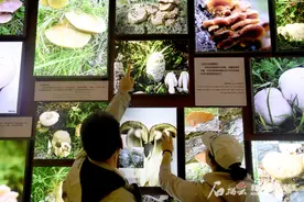 沿着边境看中国 美丽新疆展风华丨走进阿尔泰山中草药博物馆 破解中草药的“密码”图片