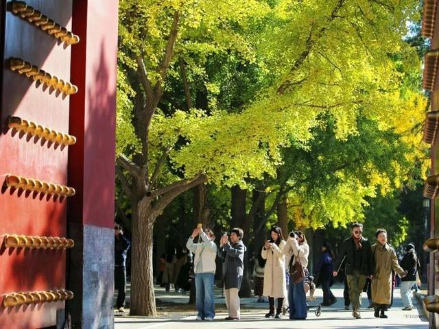 北京号最精彩 | 秋日“赶集”天花板！地坛银杏文化节明日开逛