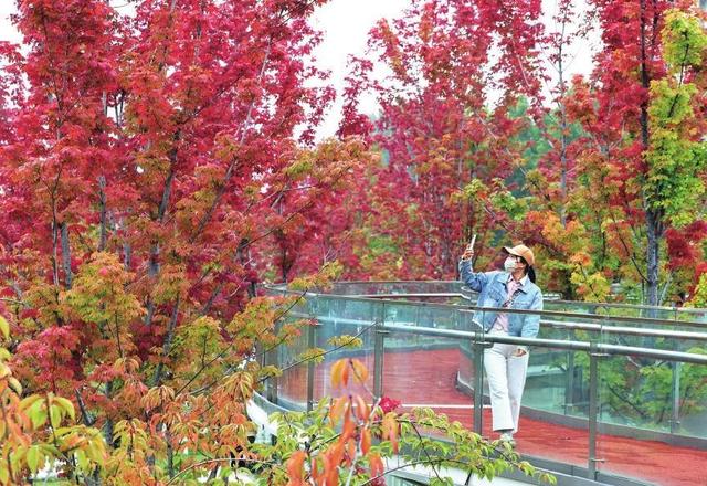 五彩斑斓好个秋