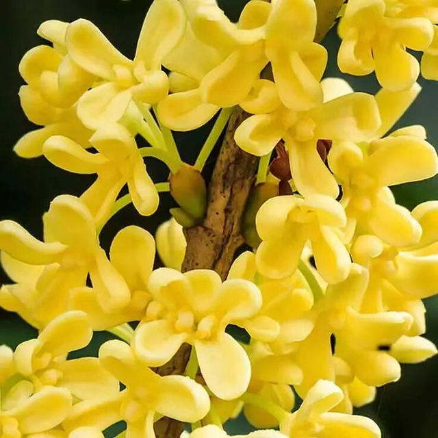 桂花闻起来香，吃起来也“香”，但千万不能随便吃！