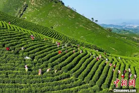 安吉白茶正式开采 “一片叶子”铺就生态共富路图片
