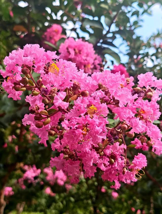 绝绝“紫”！又是被紫薇花硬控的夏天