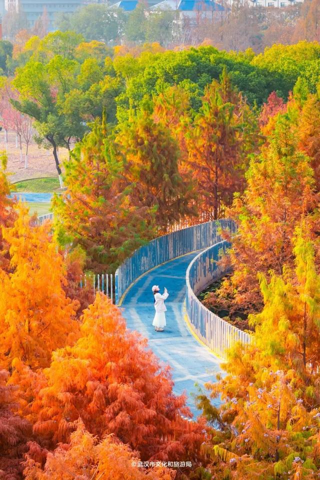 武汉这片杉树林，喀纳斯啊你！