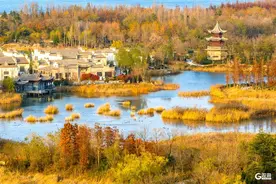 这里冬日独美！邂逅“焦糖色”的唐岛湾湿地公园图片