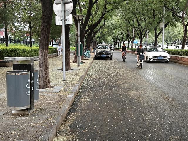 槐花“地毯”湿滑，赏景也需留心脚下安全