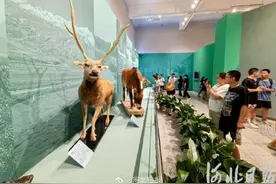 河北博物院展览上新！来这里看看“珍奇生灵”图片