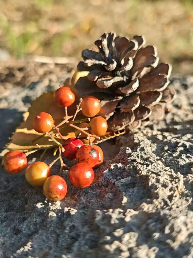 看！市北的深秋落在了地上！快来捡个秋