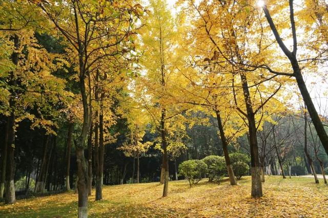 宜宾，含“金”量超高！