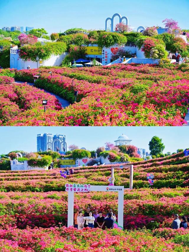 明日开幕！2025青秀山冬季赏花活动，连续四周末狂欢乐不停！