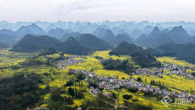 “纯素颜，无滤镜”！这就是罗平油菜花海