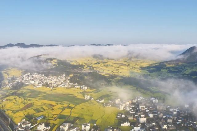 世界最大的自然天成花园｜曲靖罗平早春限定画卷