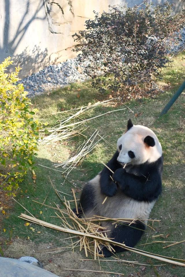 欢迎来到熊猫的家！保姆级攻略请收好！