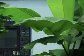 芭蕉绿生凉｜语闻·自然笔记图片